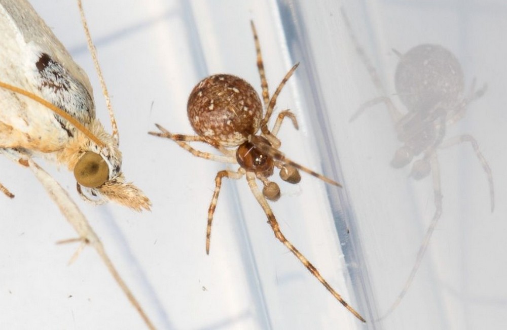 Ohlertidion_ohlerti-2.jpg
