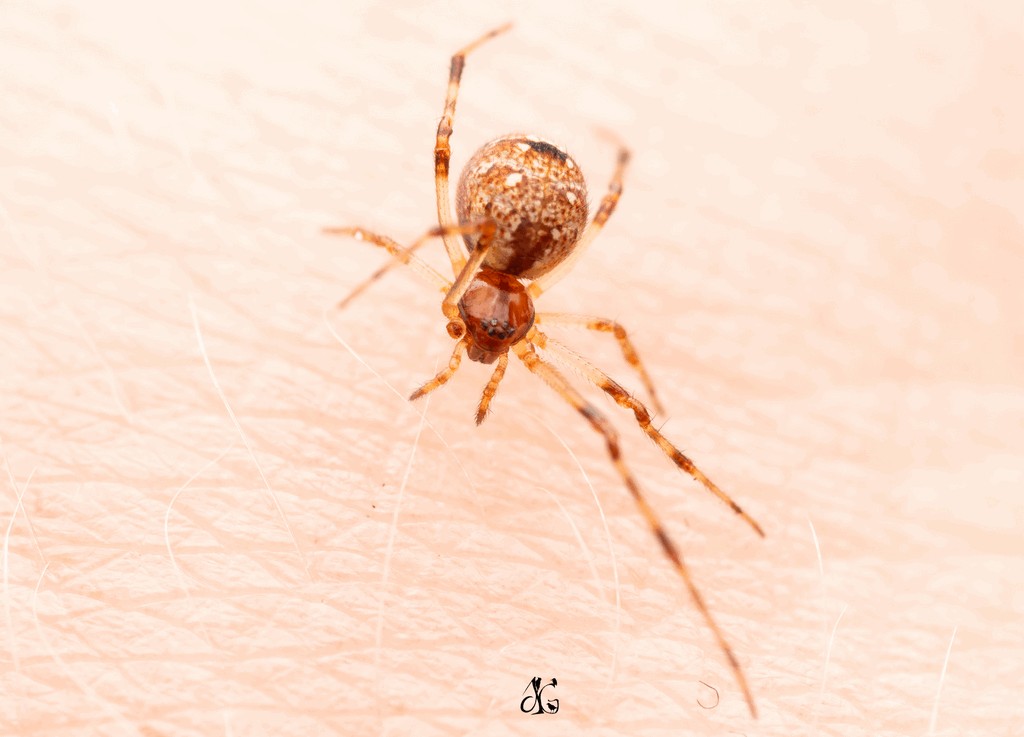 Ohlertidion_ohlerti-3.jpg