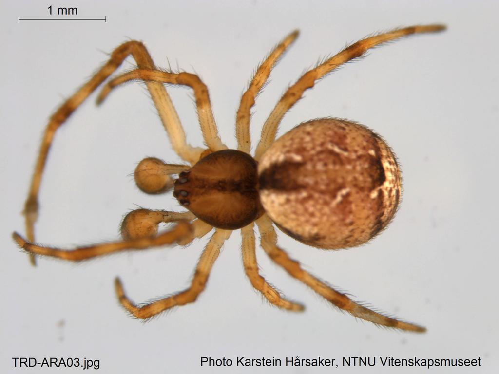 Ohlertidion_ohlerti-5.jpg