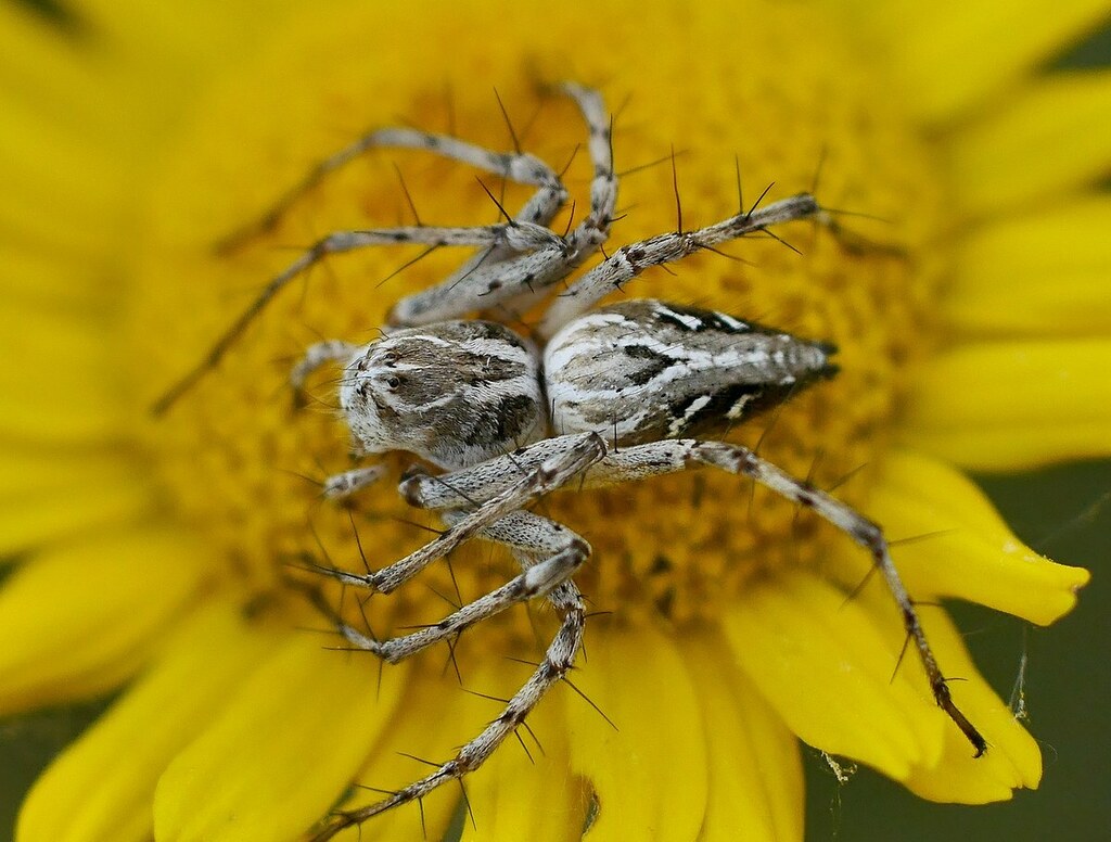 Oxyopes_heterophthalmus-1.jpg