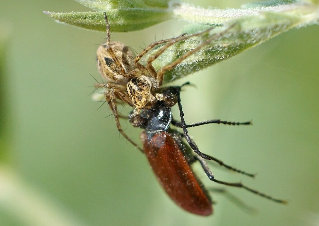 Oxyopes_heterophthalmus-2.jpg
