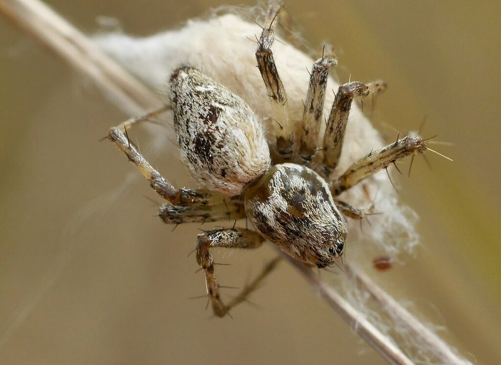 Oxyopes_heterophthalmus-3.jpg