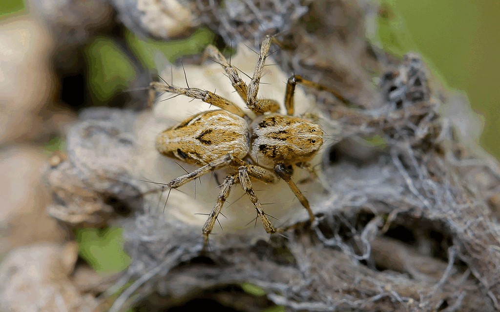Oxyopes_heterophthalmus-5a.jpg