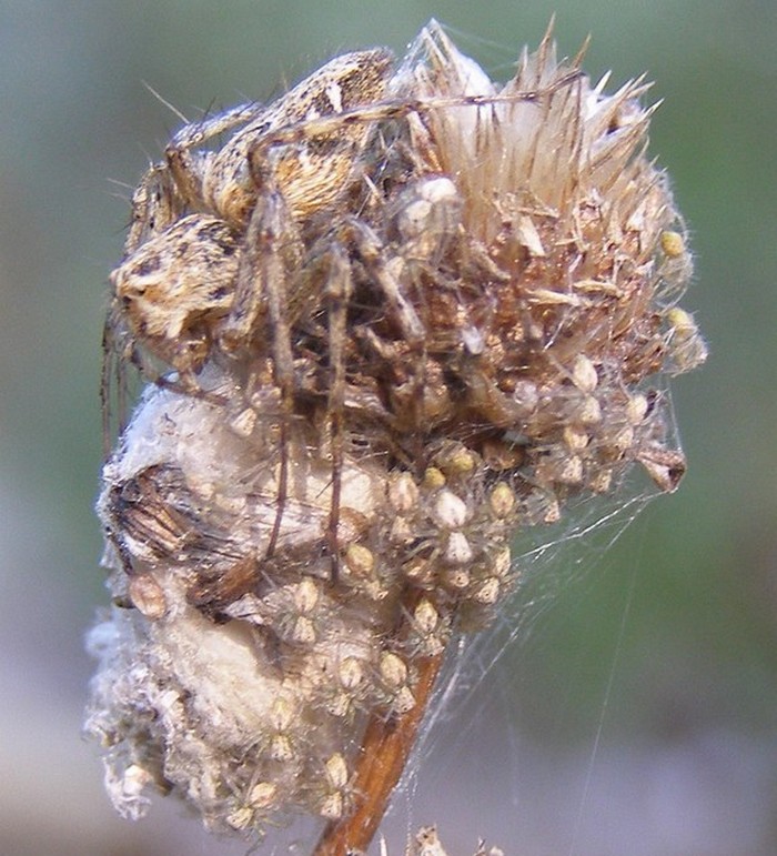 Oxyopes_heterophthalmus-7.jpg