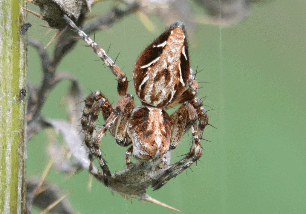 Oxyopes_ramosus-1.jpg