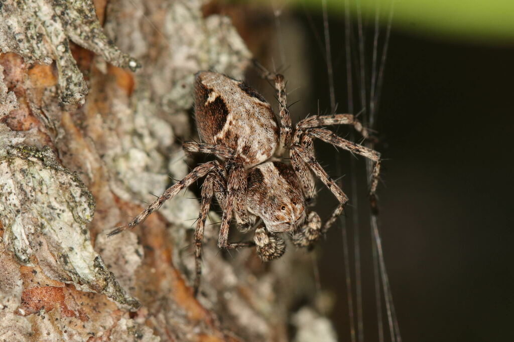 Oxyopes_ramosus-2.jpg