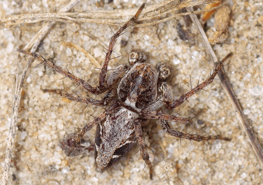 Oxyopes_ramosus-3.jpg