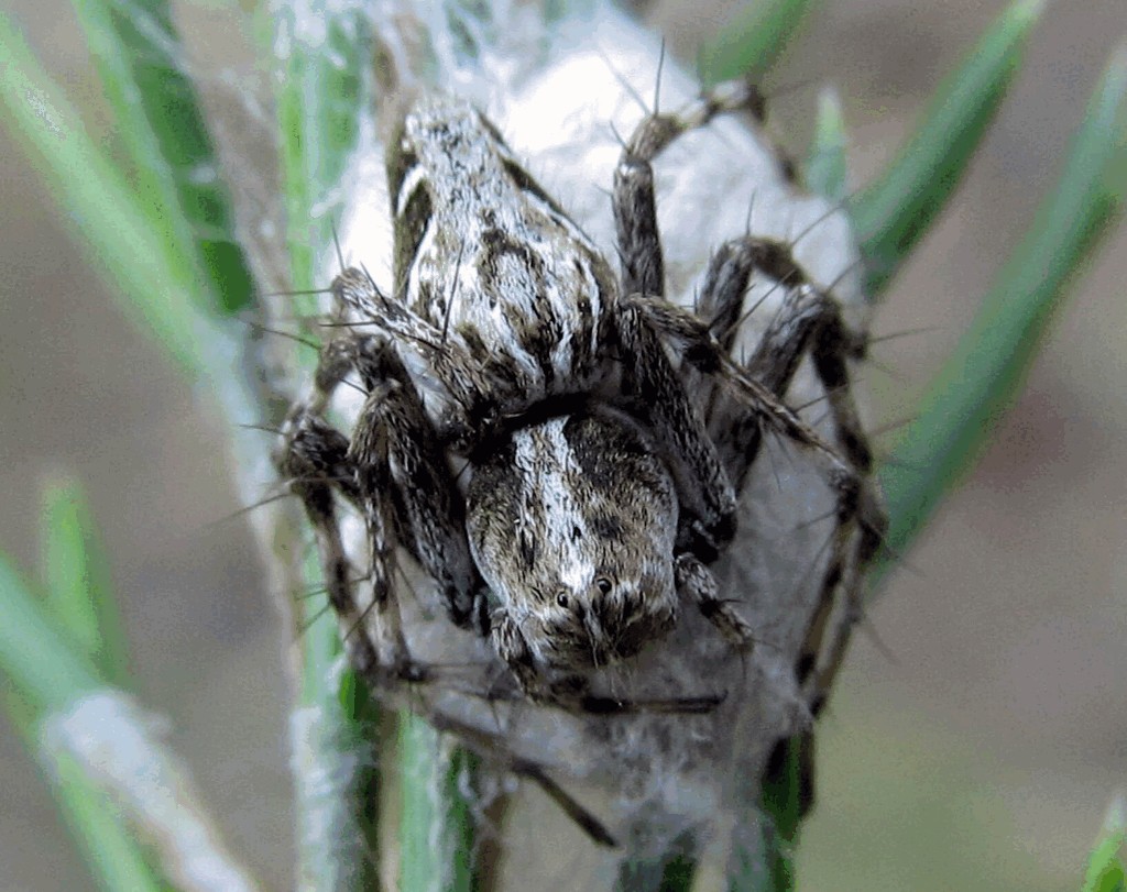Oxyopes_ramosus-4.jpg