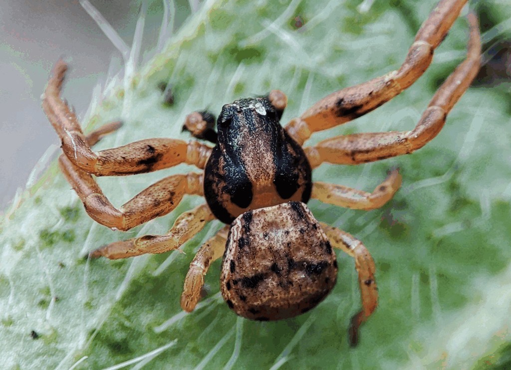 Ozyptila_atomaria-2.jpg