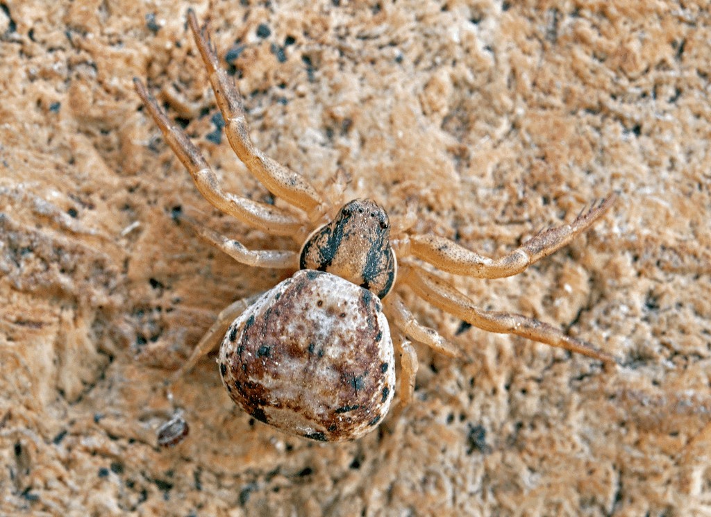 Ozyptila_atomaria-3.jpg