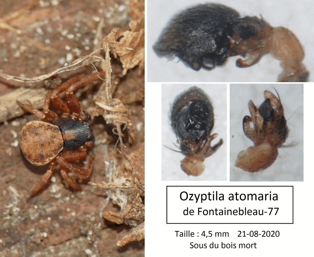 Ozyptila_atomaria-7.jpg