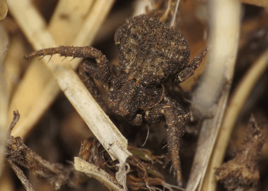 Ozyptila_scabricula-1.jpg
