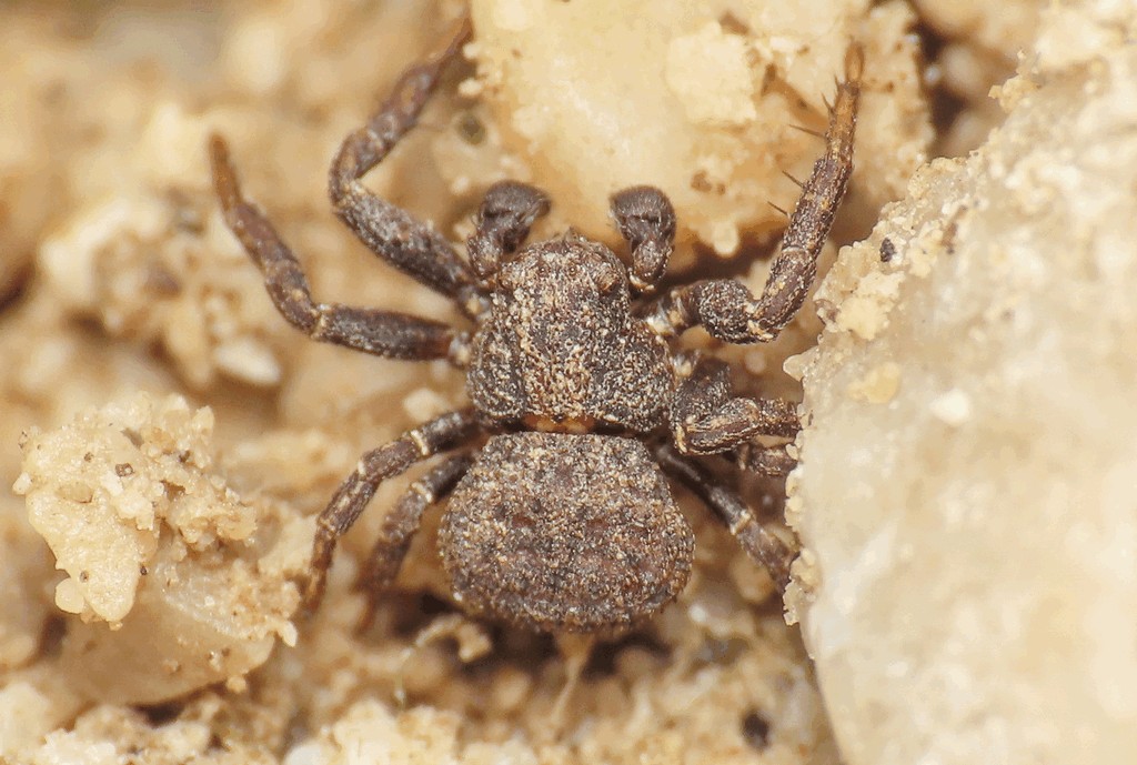 Ozyptila_scabricula-2.jpg