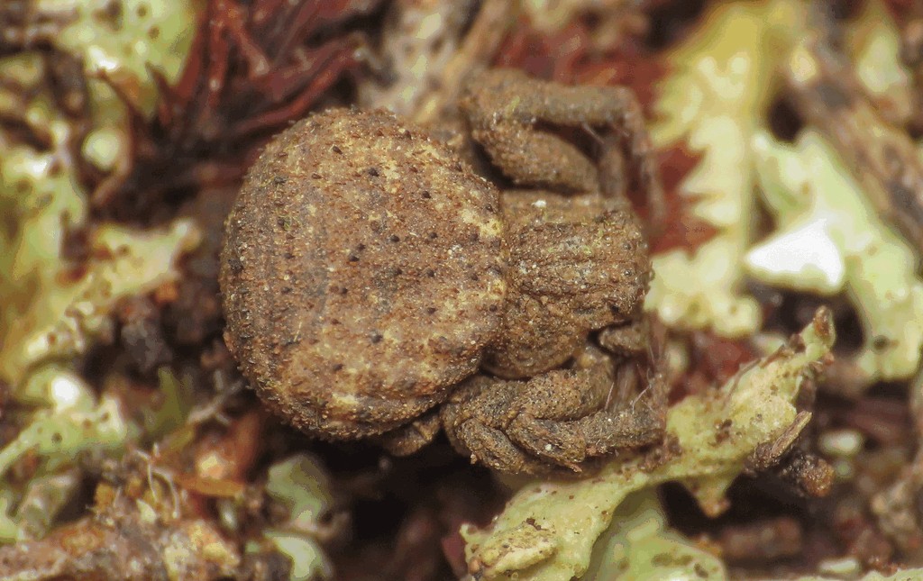 Ozyptila_scabricula-3.jpg