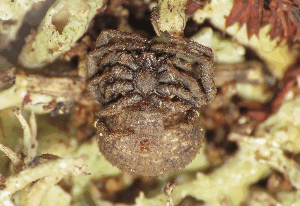 Ozyptila_scabricula-4.jpg