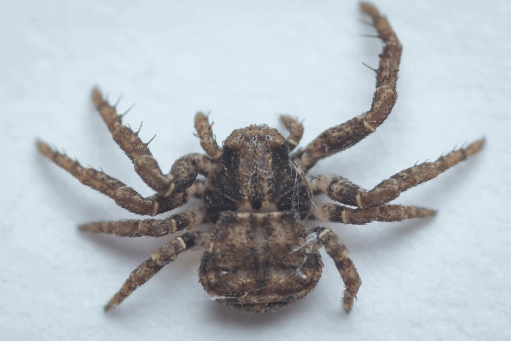 Ozyptila_scabricula-5.jpg