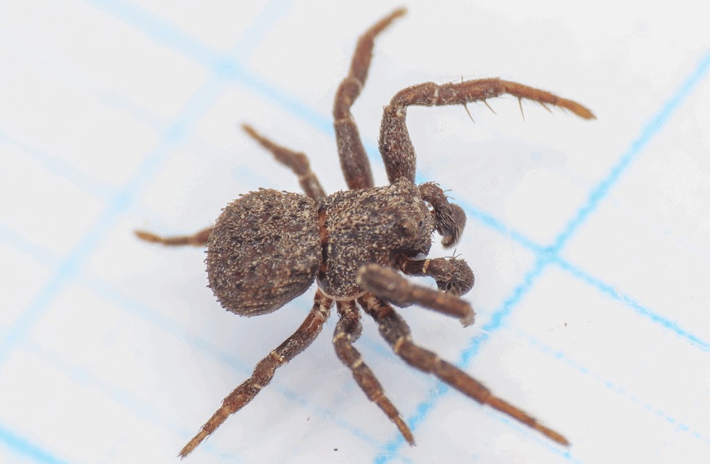 Ozyptila_scabricula-6.jpg