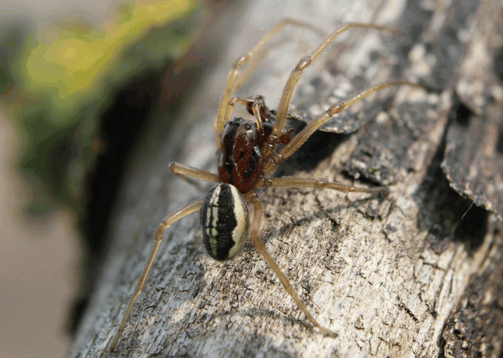 Pachygnatha_clercki-1.jpg