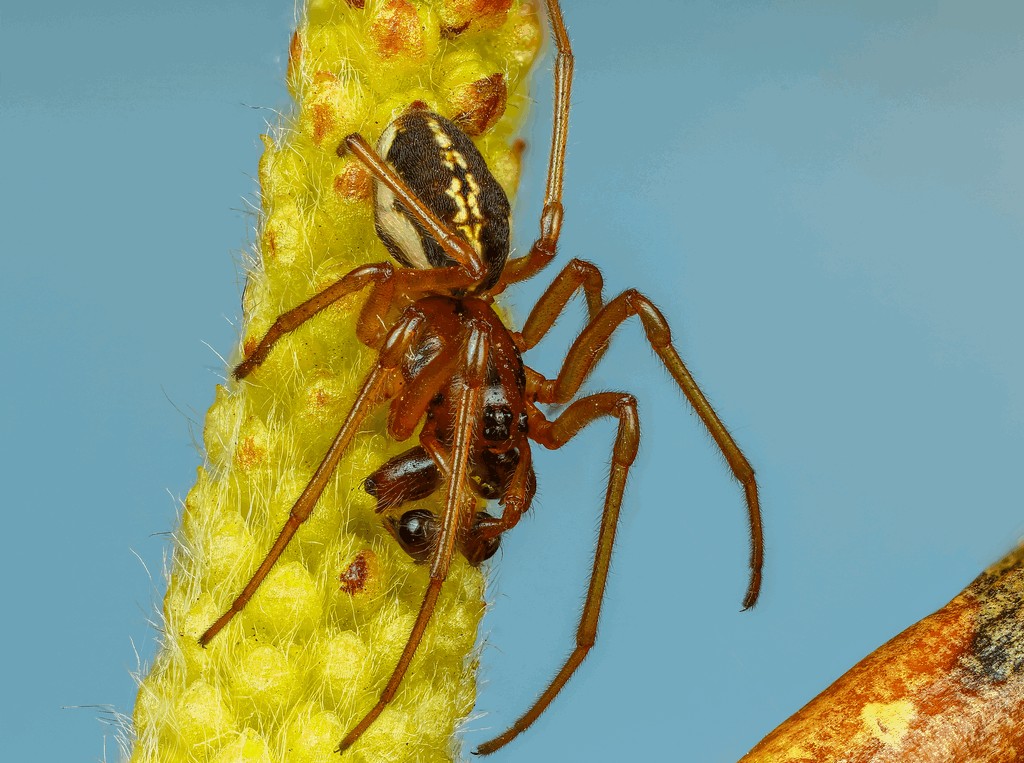Pachygnatha_clercki-2.jpg