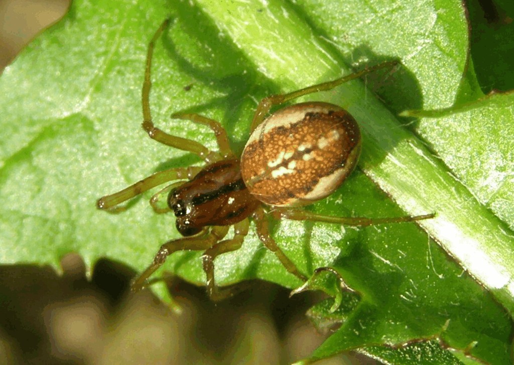 Pachygnatha_clercki-3.jpg