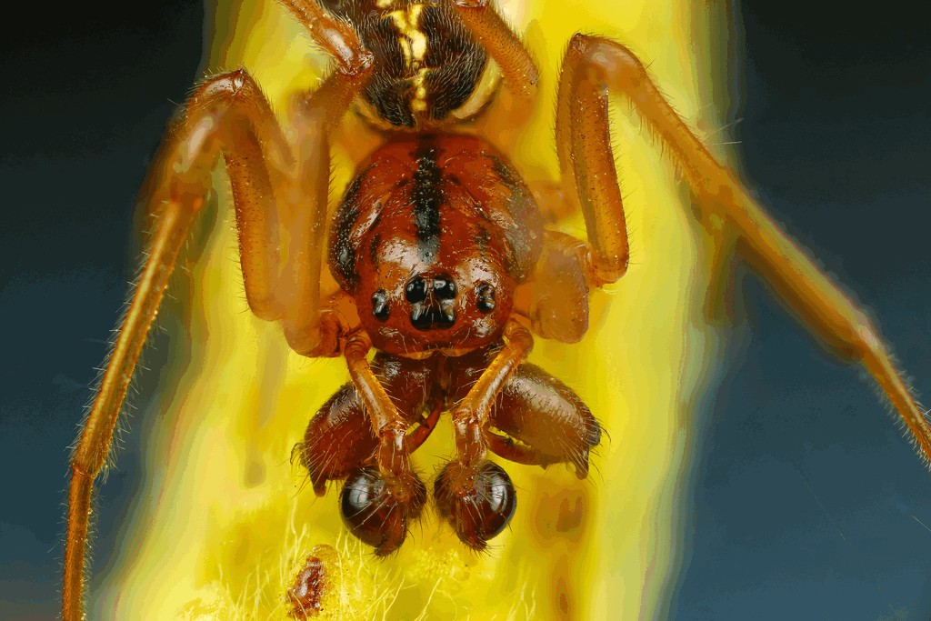 Pachygnatha_clercki-4.jpg