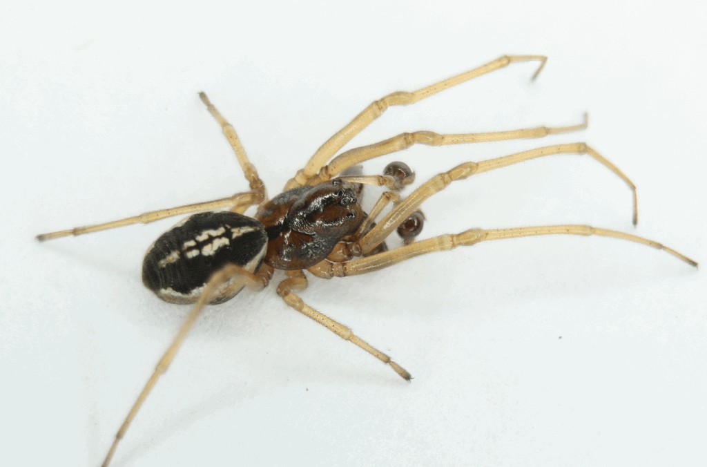 Pachygnatha_clercki-5.jpg