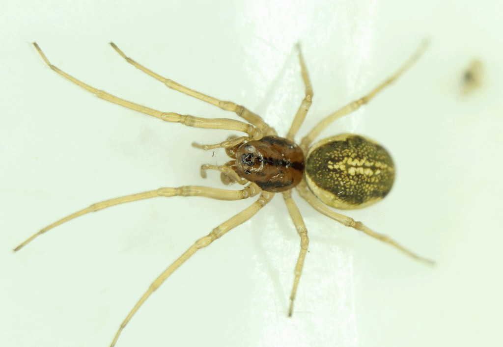 Pachygnatha_clercki-6.jpg