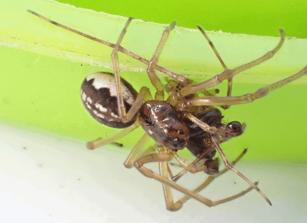 Pachygnatha_clercki-7.jpg