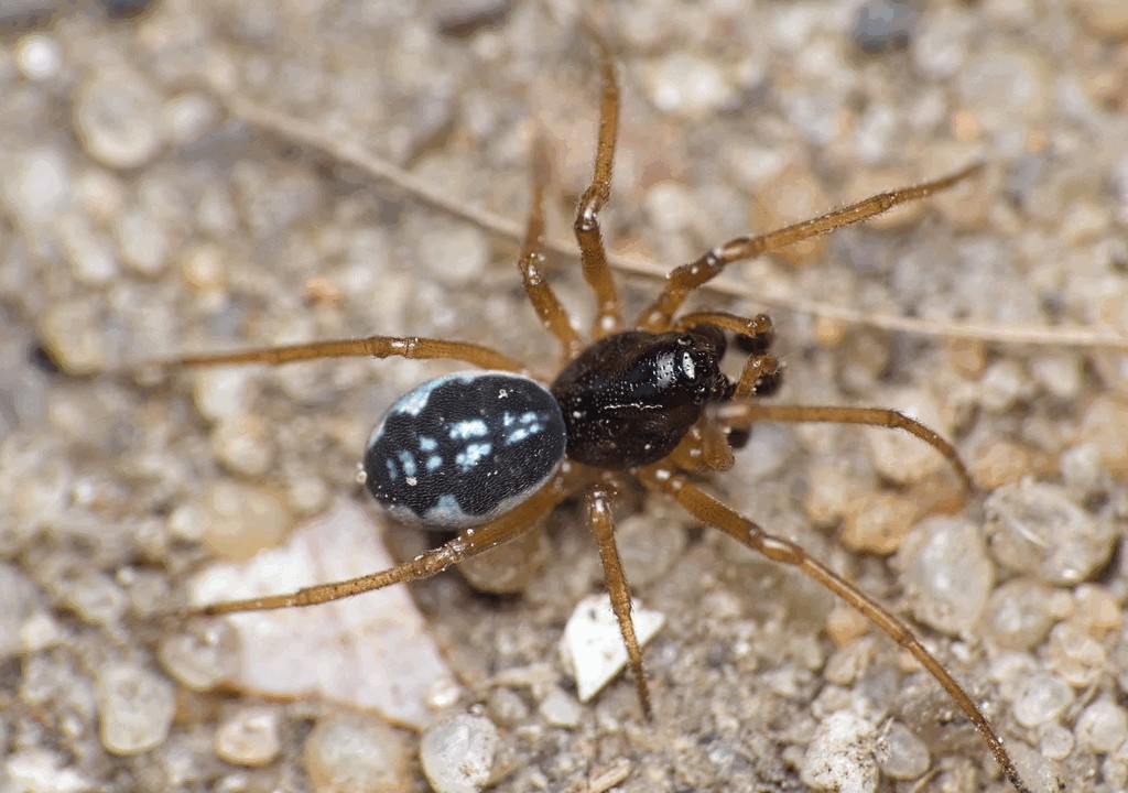 Pachygnatha_degeeri-1.jpg