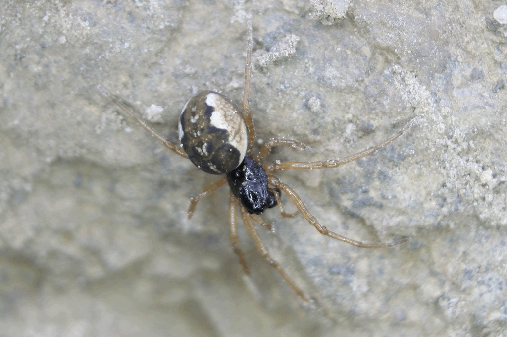 Pachygnatha_degeeri-2.jpg