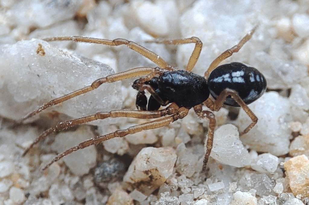 Pachygnatha_degeeri-3.jpg