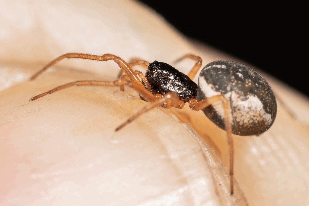 Pachygnatha_degeeri-4.jpg