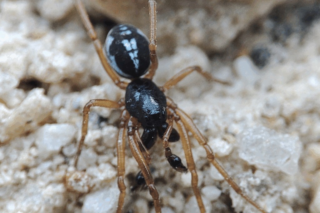 Pachygnatha_degeeri-5.jpg