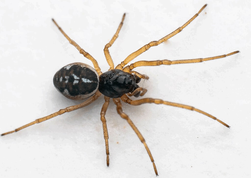 Pachygnatha_degeeri-6.jpg