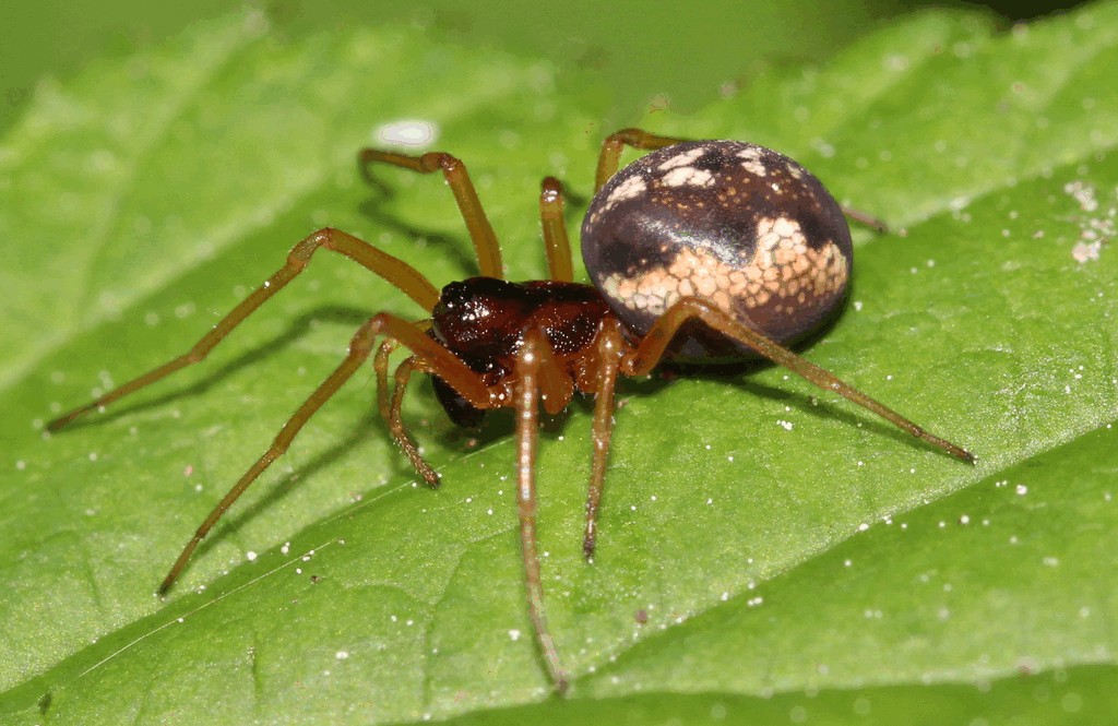 Pachygnatha_listeri-1.jpg
