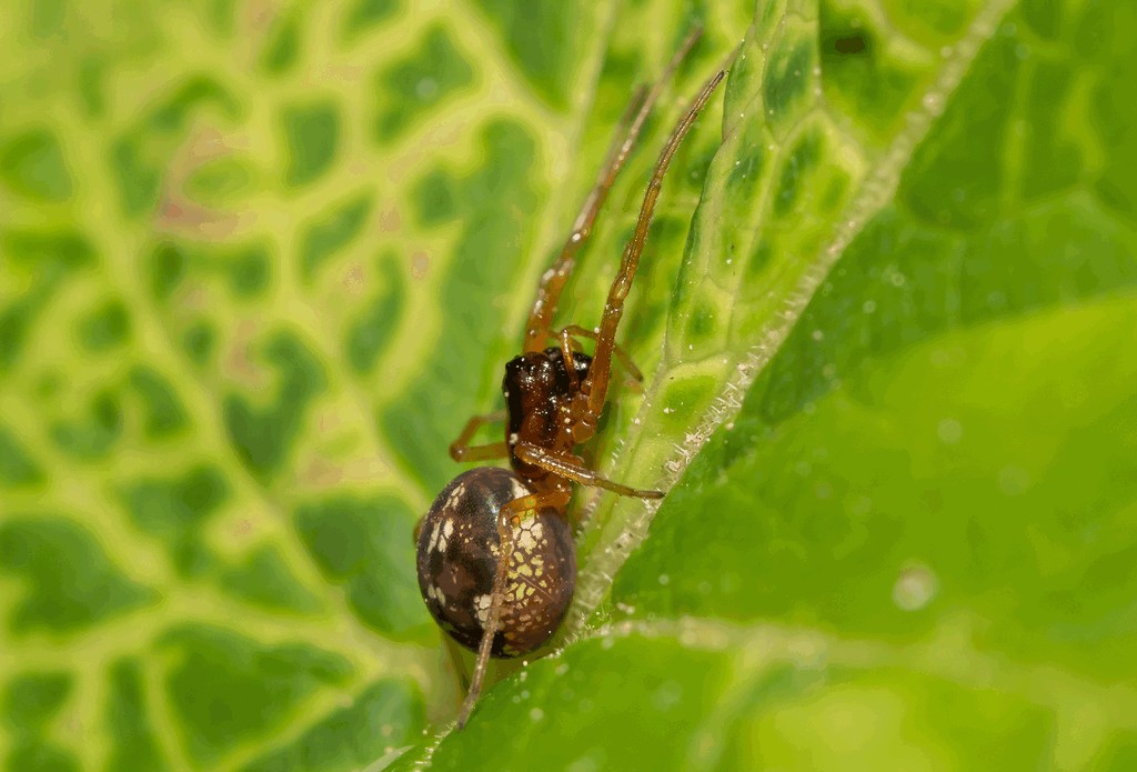 Pachygnatha_listeri-2.jpg