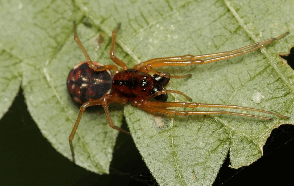 Pachygnatha_listeri-4.jpg