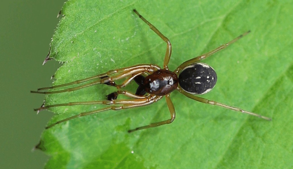 Pachygnatha_listeri-5.jpg