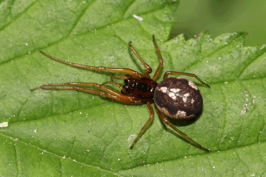Pachygnatha_listeri-6.jpg