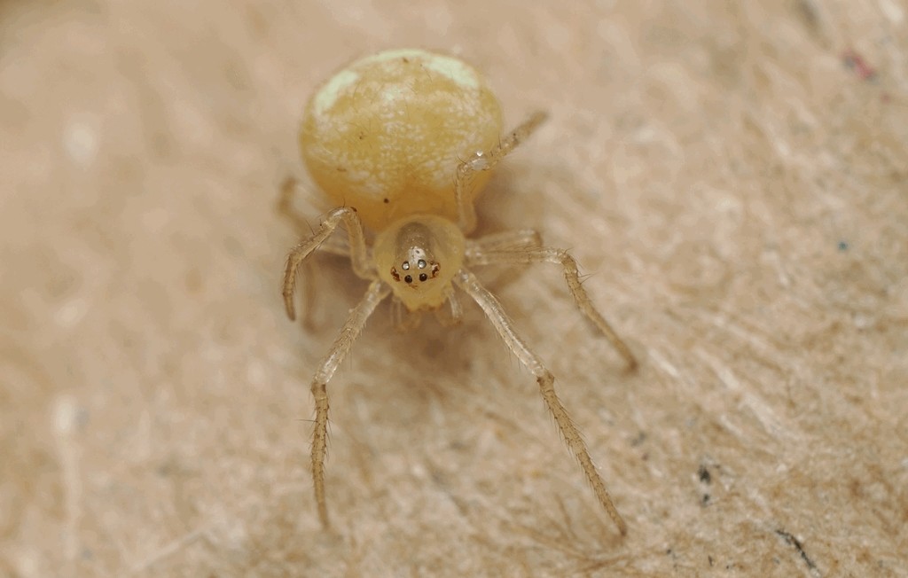 Paidiscura_pallens-1.jpg