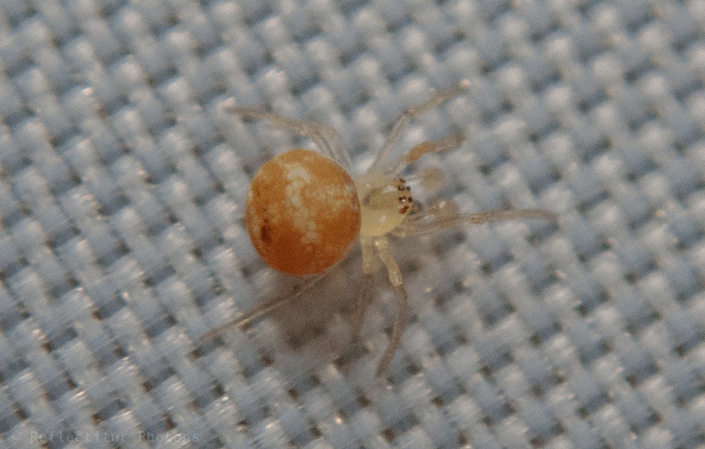 Paidiscura_pallens-2.jpg