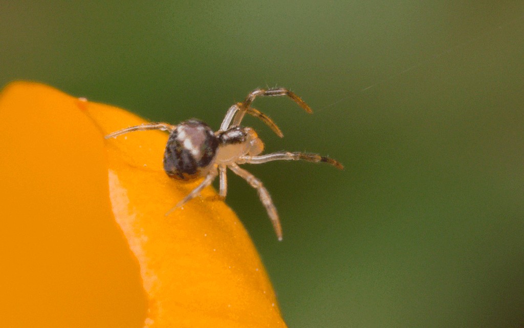 Paidiscura_pallens-3.jpg