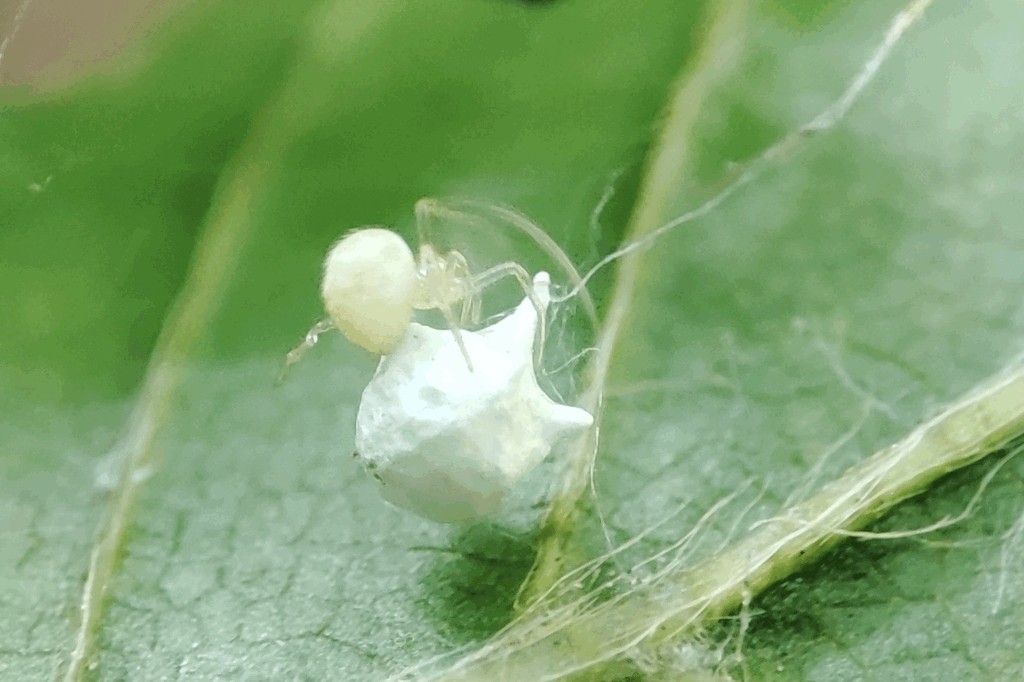 Paidiscura_pallens-4.jpg