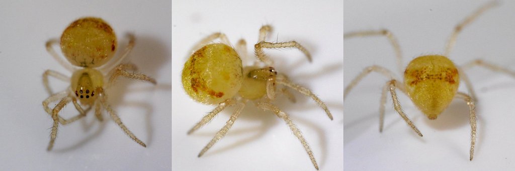 Paidiscura_pallens-5.jpg