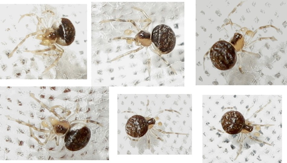 Paidiscura_pallens-6.jpg