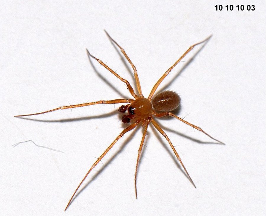 Palliduphantes_alutacius-1.jpg