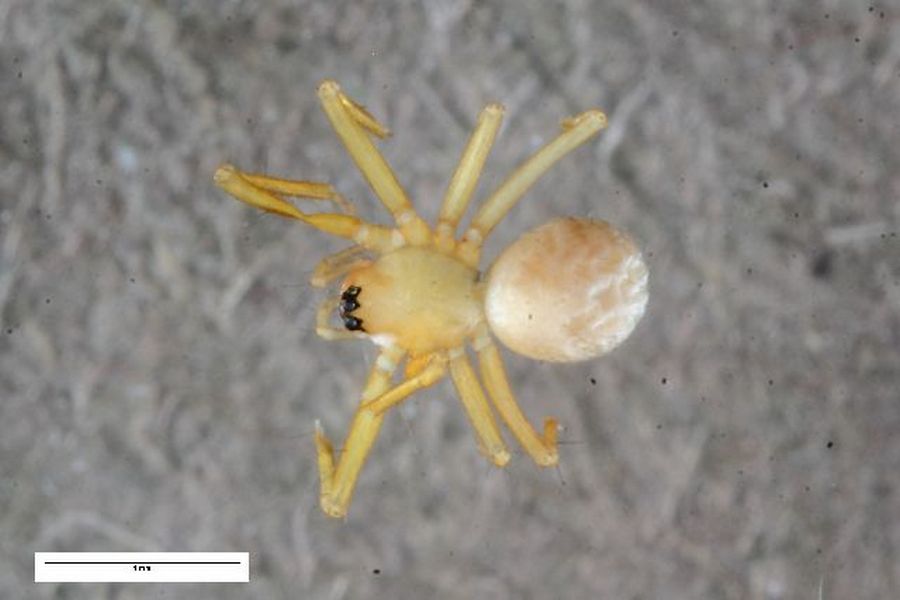 Palliduphantes_insignis-1.jpg