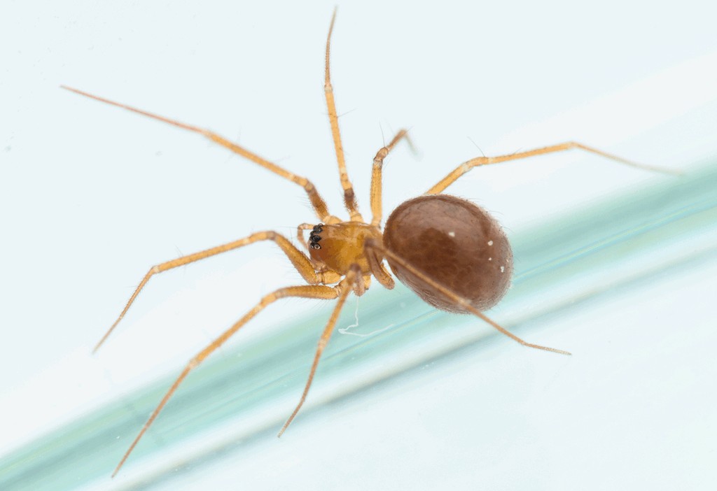 Palliduphantes_pallidus-2.jpg