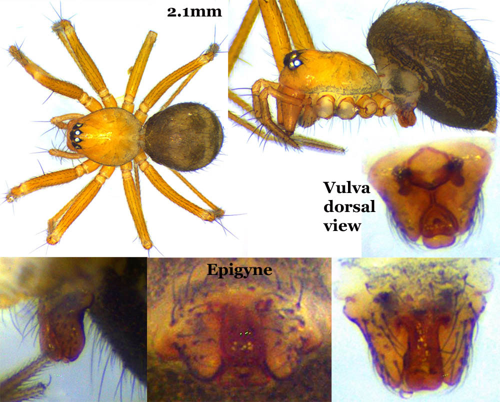 Palliduphantes_pallidus-3.jpg