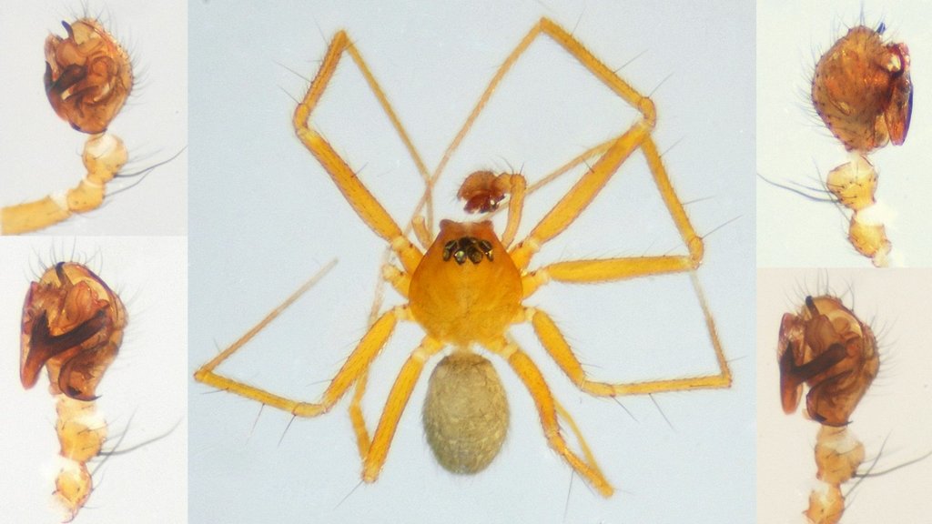 Palliduphantes_pallidus-4.jpg